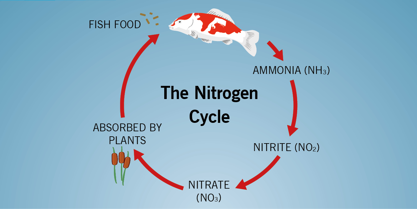 Pure Pond Nitrogen Cycle